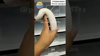 Pinto pied ball python 🔥 #snake #explore #pets #shortvideo #shorts #ytshorts #wildlife #animals