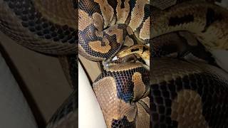 #ballpython & #piedballpython 🐍#snake #viralvideo #foryou #reptiles #animals #fypシ
