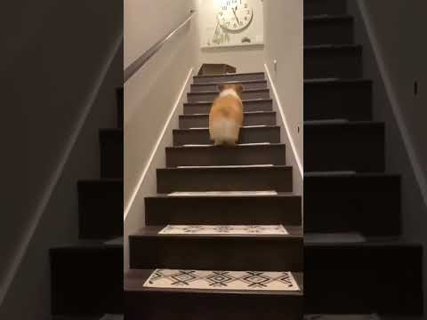 dogs cute cat #dog #puppy #cute #cat #cutecat