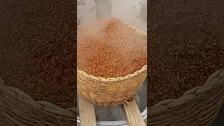Processing Local Rice In An African Village #local #rice #africanvillage