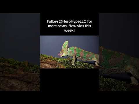 See what’s coming! Subscribe now for all the news and latest releases. #reptilebreeder #reptiles