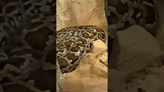 "Mastering Anaconda: A Comprehensive Guide to Boosting Your Python Projects!"#ternding #viral