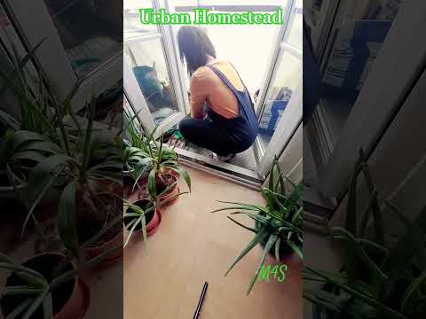 Balcony Gardening Diaries