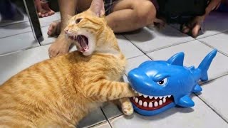 You Can’t Stop Laughing At These Cats 😂 TOP Funny Cats Video 2025