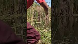 Mancing jaring dan mancing dasaran #shorts