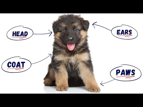 How to Tell If Your Puppy Is a Real German Shepherd