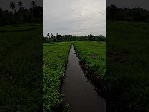 Paddy Field Evening Calming View