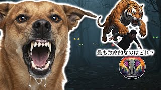最も危険な動物トップ9 | 動物ドキュメンタリー