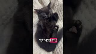 Some cat facts I found #catfacts #cat