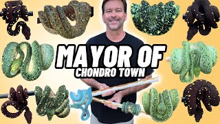 RARE Melanistic Green tree pythons| The MOST EPIC Reptile Room Tour in the world| Bill Stegall