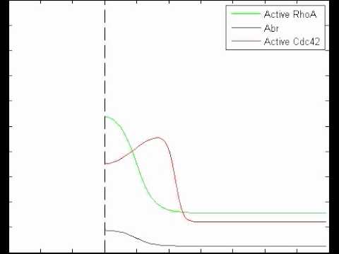 A Model for Pattern Formation of RhoGTPases in Single-cell Wounding