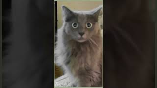 Oiia cat problems