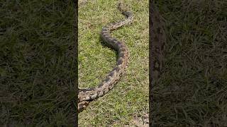 Largest Python | Largest Snake in the world caught on camera #shorts #python #snake #travelshort
