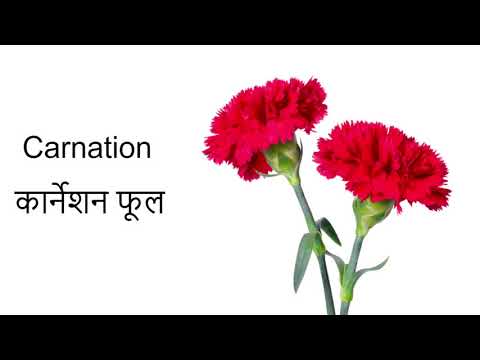 Pineapple TV Flowers Name | Part 2