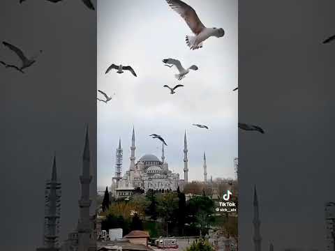 yea rabbul alamin | allahu allah |🥰🥰#allah