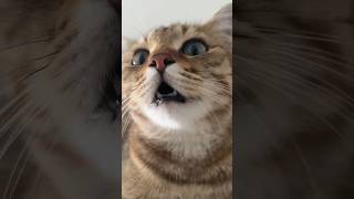 kitten meowing to attract cats