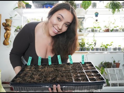STARTING COTTAGE GARDEN FLOWER SEEDS INDOORS - MUST HAVES!