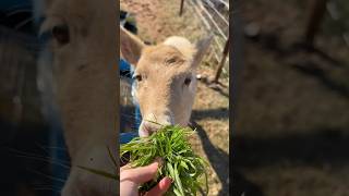 Pet Deer Zoomies