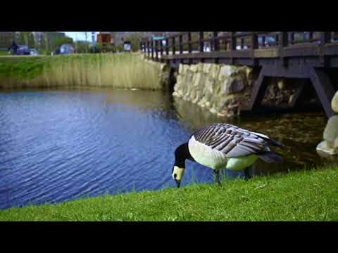 Birds eating in the grass, Malmö, Sweden. HDR Grading test with Sony FX3.