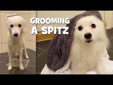 How Often Should You Groom A Japanese Spitz?