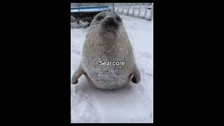 seal core