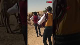 Hits for Camels! #schlager #camels #documentary #focustv #reportage