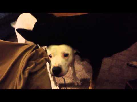 German Shepherd playing with Pit Bull