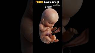 Fetal development stages month by month in mother womb #fetusdevelopment #pregnant #babyshorts