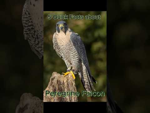 5 Quick Facts about the Peregrine Falcon