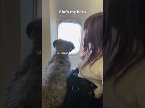 She’s my hero  #dogshorts #traveldog #dogmom