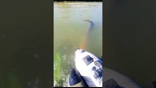 What this 😱#farming #fypシ #shortvideo #viral #foryou #shortvideocontent #fish #fishing