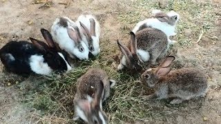 「ウサギ完全ドキュメンタリー｜小さくても賢い動物の世界」