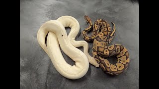 highway to gravel and genetic stripe ball python clutches!
