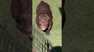 Pitbull life_American bully chunky #shorts