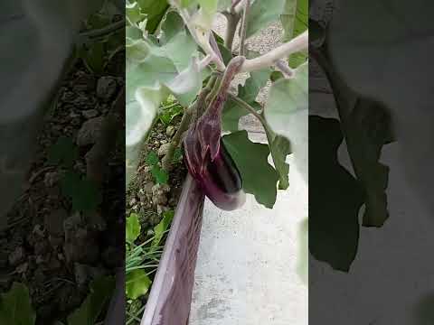 May mga gulay akong tanim sa maliit na garden ng Amo ko #vlog #viral