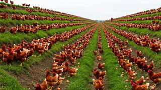 Millions Of Free Range Chickens Raised And Billions Of Eggs Harvested   Chicken Farm