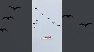 Why Birds Fly in a V Formation#mindwarpfactsofficial