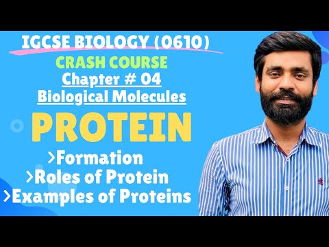 IGCSE Biology|Chapter#04 **Biological Molecules - Protein**