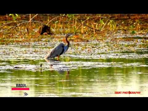 abnormal bagula bird