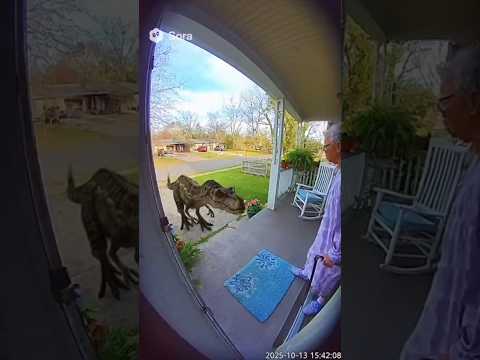 Granny vs. Dinosaur: "GET OFF MY PORCH!" 🦖😂 #dinosaur #funny #Shorts