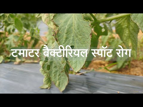 टमाटर के बैक्टीरियल स्पॉट रोग प्रबंधन| Tomato Bacterial Spot- Management