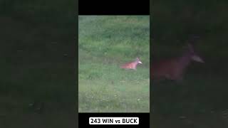 243 WIN vs BUCK | DEPREDATION SEASON #hunting #243 #winchester #deer #bucks