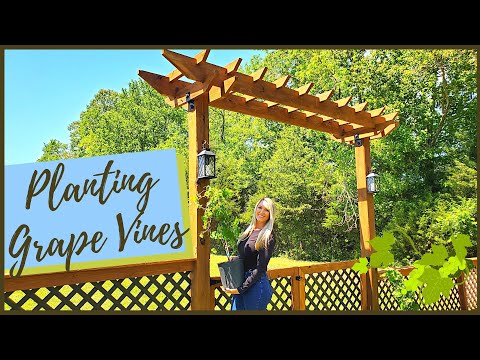 How To Plant And Train A New Grape Vine On An Arbor | Muscadine Grapes
