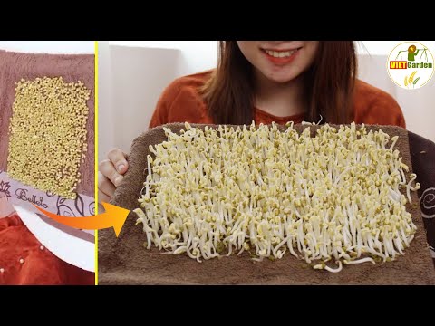 With Just A Towel And Water I Can Make Bean Sprouts - White, Chubby | Amazing, Easy and Cheap Ideas