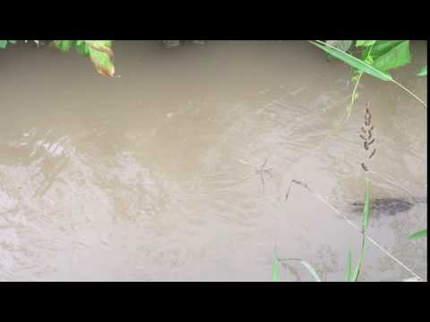 strange bug surfing on a river :D