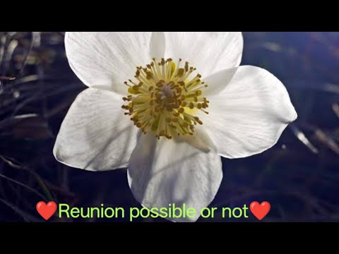 Reunion possible or not#tarot#tarotreader#love#lovesong#energy#prediction#soul#inspiration#twinflame