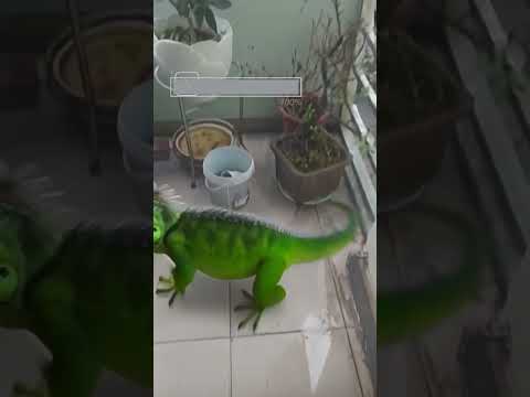 A green iguana visits me #trending #trendingshorts #pets #pet
