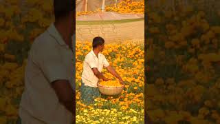 Flower Farmer.#viralshort#ytshortsindia#shortsvideo#flowers#farmer#flowerfarming#marigold#gendaphool