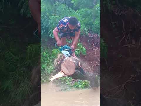 #chainso/cutting/tree/on/ the/river @Mr.magar1997