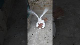 White Racer Love Video #youtube #pigeon #kabutar #shorts #love #whatsapp #viral #newvideo